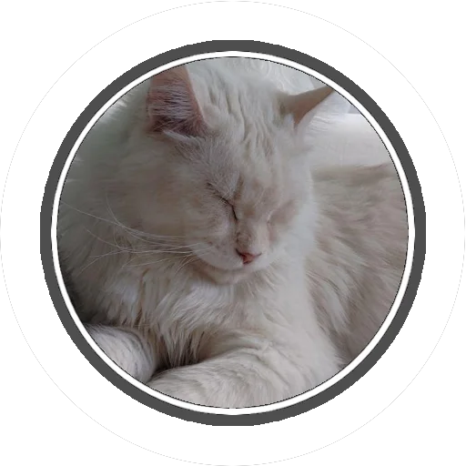 Sticker Wizard coon - 7