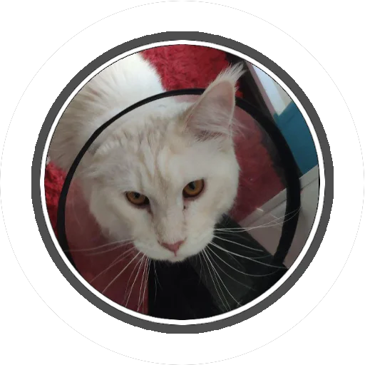 Sticker Wizard coon - 6