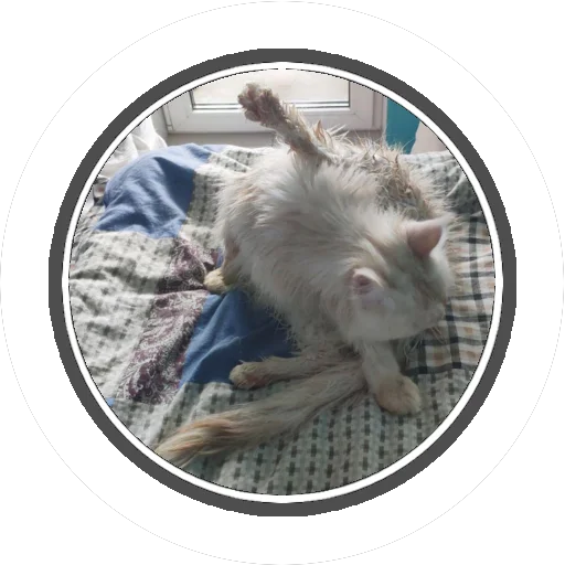 Sticker Wizard coon - 5