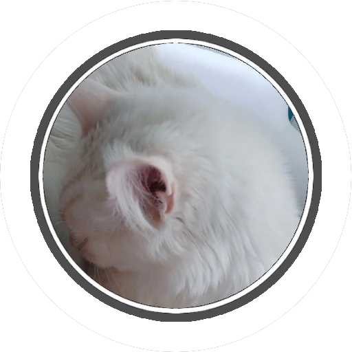 Sticker Wizard coon - 4