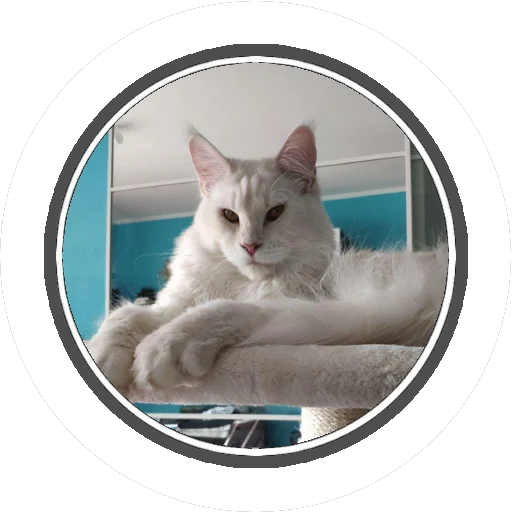 Sticker Wizard coon - 3