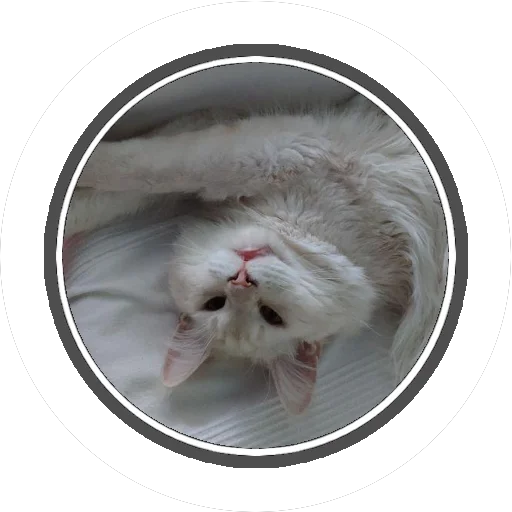 Sticker Wizard coon - 2