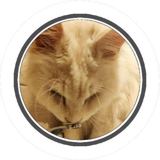 Sticker Wizard coon - 1