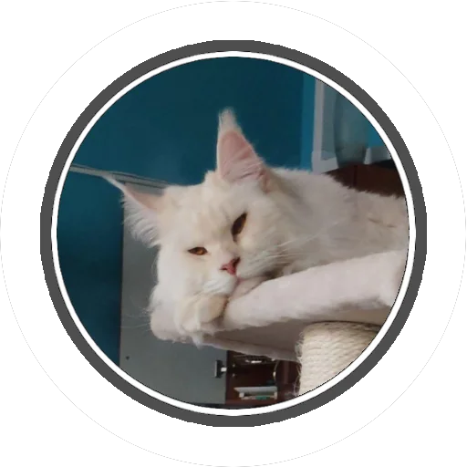 Sticker Wizard coon - 0