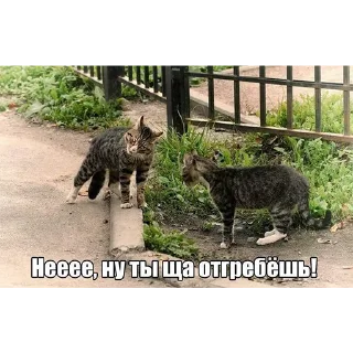 Стикер animals - 9