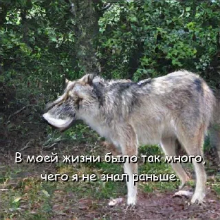 Sticker Волчьи цитаты - 5