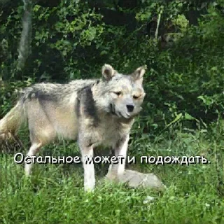 Sticker Волчьи цитаты - 0
