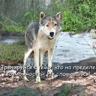 Sticker Волчьи цитаты - 11