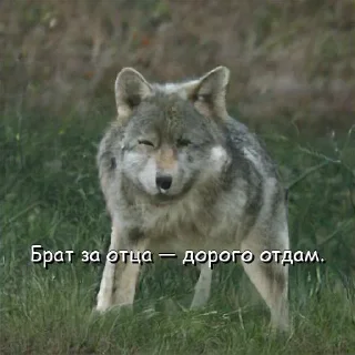 Sticker Волчьи цитаты - 2