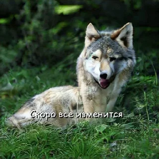 Sticker Волчьи цитаты - 10