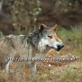 Sticker Волчьи цитаты - 6