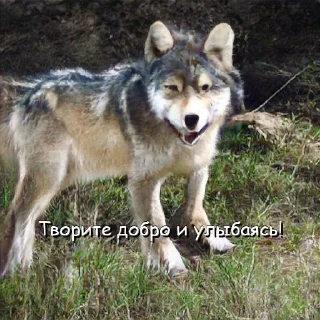 Sticker Волчьи цитаты - 4