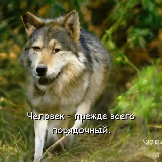 Sticker Волчьи цитаты - 3