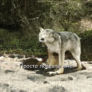 Sticker Волчьи цитаты - 8