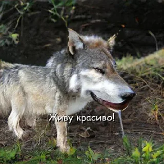 Sticker Волчьи цитаты - 7