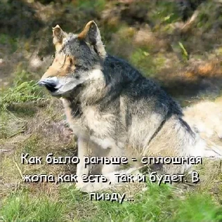Sticker Волчьи цитаты - 9