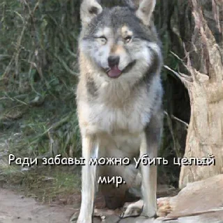 Sticker Волчьи цитаты - 1