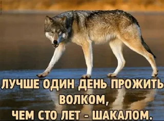 Sticker волк который волк - 9