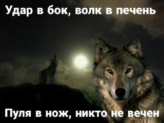 Sticker волк который волк - 8
