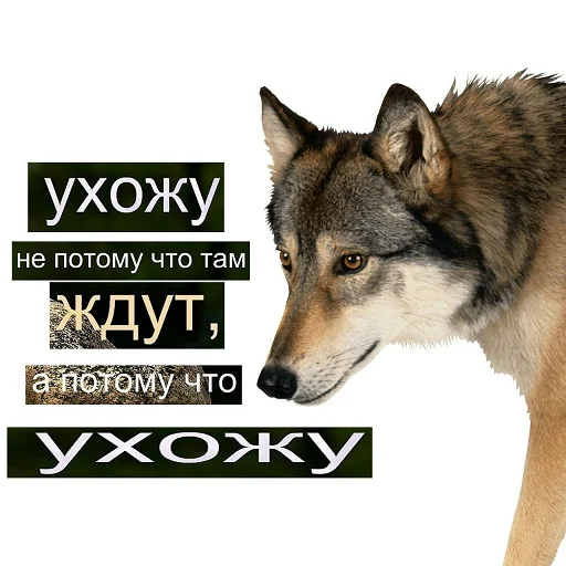 text wolf mammal