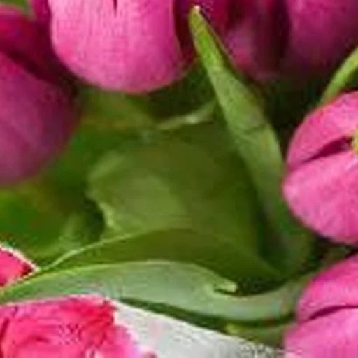 цветок лепесток растение