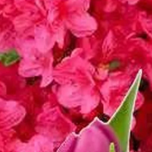 растение цветок лепесток