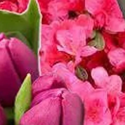 растение лепесток цветок