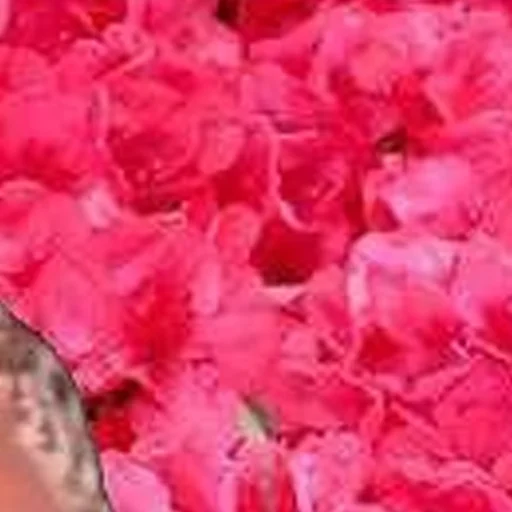 растение цветок розовый