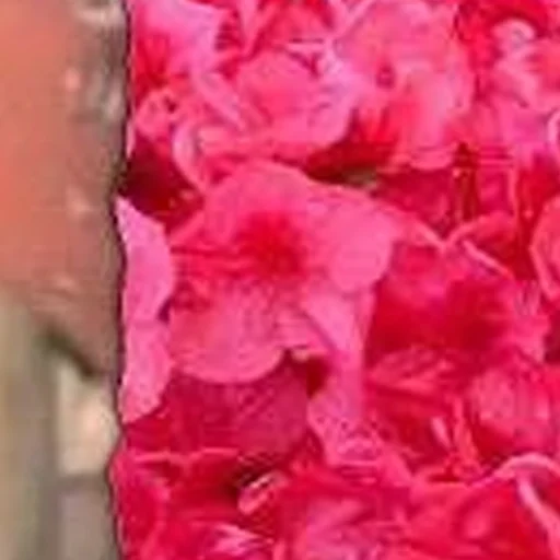 растение цветок лепесток