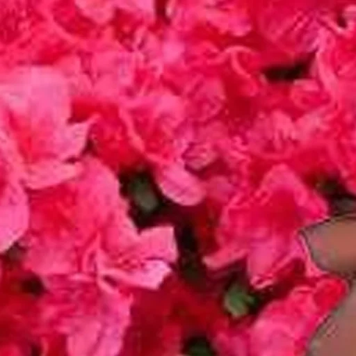 растение цветок лепесток