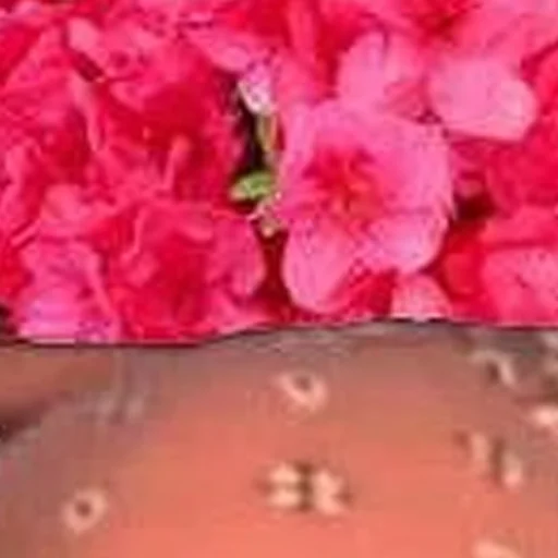 цветок растение лепесток