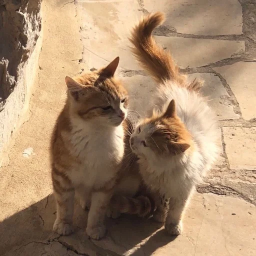 Sticker aesthetic.womroom - 4