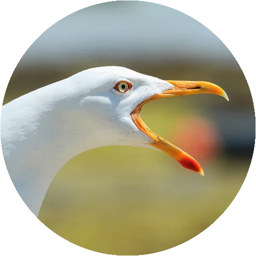 Птицы by @stickerus - 