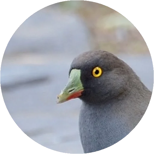 Sticker Птицы by @stickerus - 0