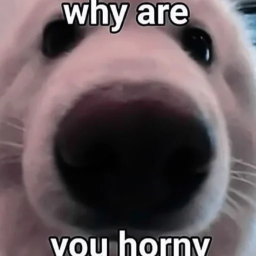 СМС животное млекопитающее