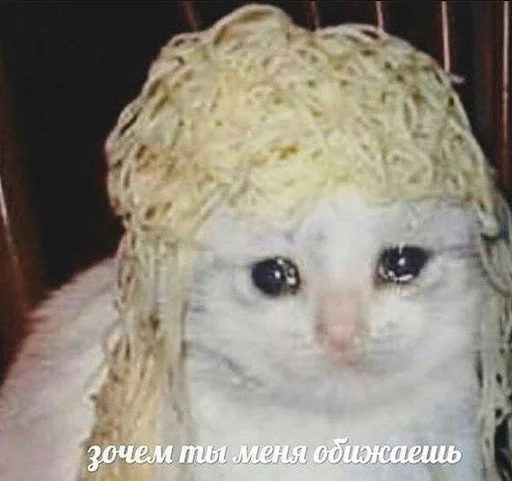 млекопитающее кошка животное