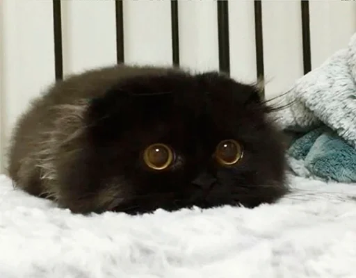 Sticker \/\/ 8 1 \/\/ - 8