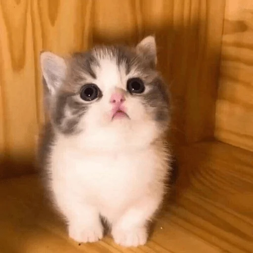 Sticker \/\/ 8 1 \/\/ - 5