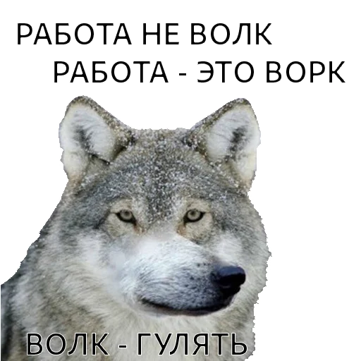 ВОЛК НЕ ВОРК - 