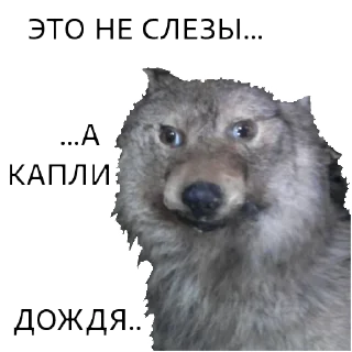 Sticker ВОЛК НЕ ВОРК - 9
