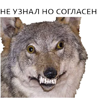 Sticker ВОЛК НЕ ВОРК - 7