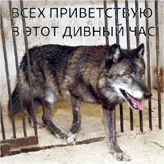 Sticker ВОЛК НЕ ВОРК - 5