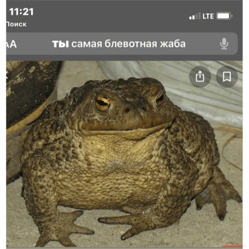 Sticker woshimama - 1