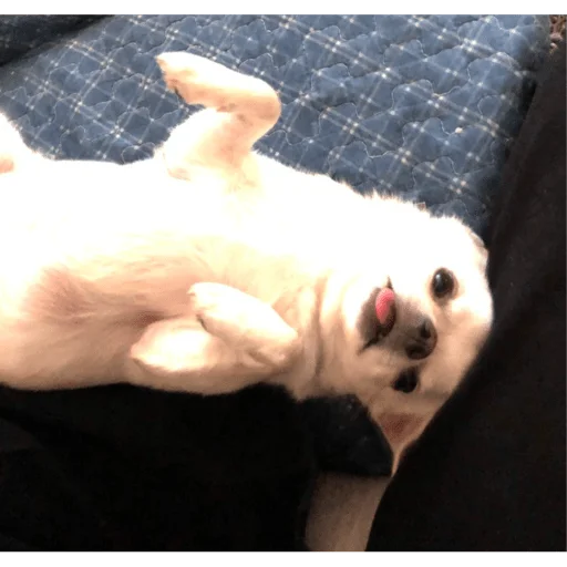 Sticker woshimama - 1