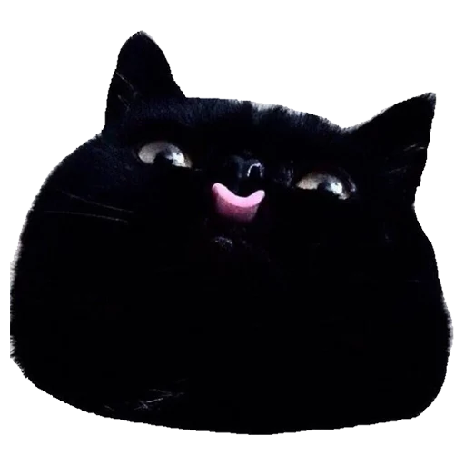 animal small to medium-sized cats felidae