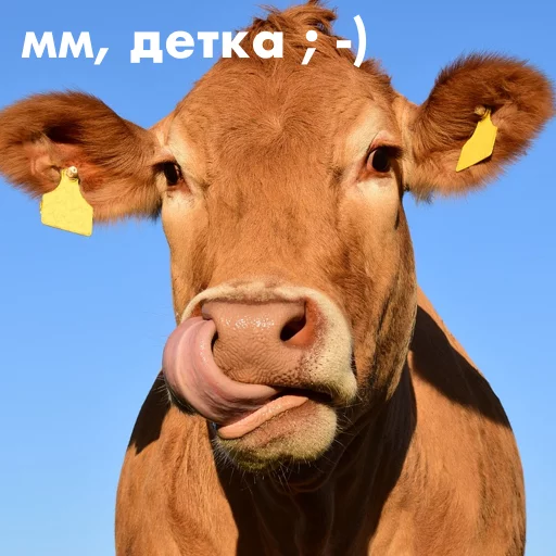 Sticker wow_cow - 11