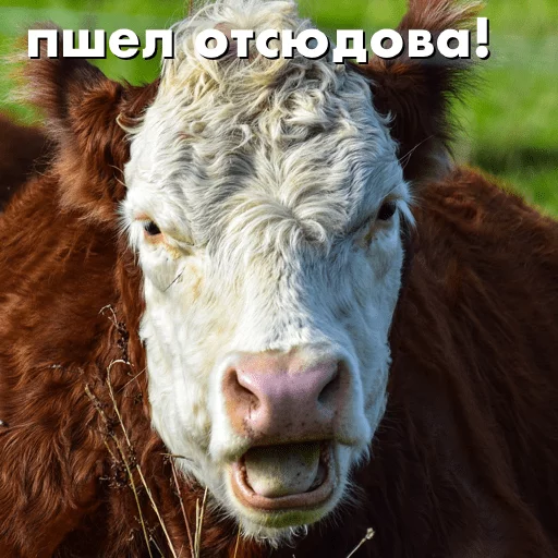 Sticker wow_cow - 4
