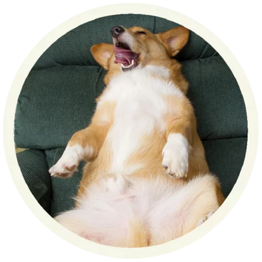 Корги @lennysticker - pet