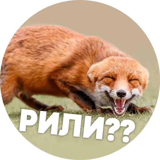 mammal animal fox