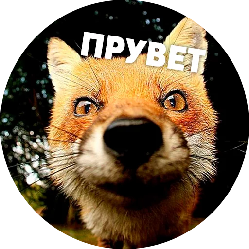 🦊 Мемные лисухи @lennysticker - mammal
